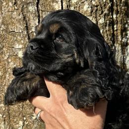 Cocker Spaniel Puppies from Anastasia Knight's Cocker Spaniels