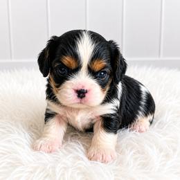 Hazel - Tri-color female Cavalier King Charles Spaniel puppy in Wahiawa, Hawaii from Kakazu King Charles Cavaliers
