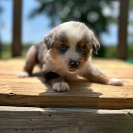 Chase - Blue merle male Miniature Australian Shepherd puppy in Doddridge, Arkansas from Huddleston Farm