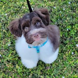 Reuben  - Miniature Schnauzer