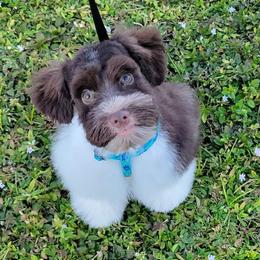 Reuben  - Miniature Schnauzer