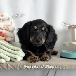 Roma - Black and cream female Dachshund puppy in Chandler, Arizona from Vonaducci Doxies, LLC.