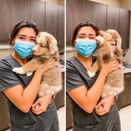 Australian Shepherd Puppies from AW Standard Aussies