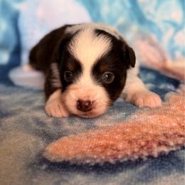 Dolly - Red tri female Miniature Australian Shepherd puppy in Buchanan, Georgia from Stanleyville Farm Mini Aussies
