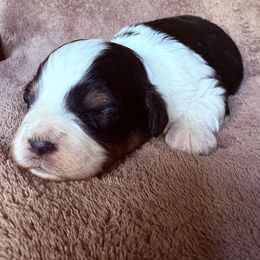 Patches - Black tri-color male Aussiedoodle puppy in Maysville, Missouri from Mini AussieDoodles on Meadow Lane