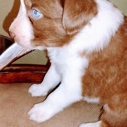 Australian Shepherd Puppies from High Desert Aussies