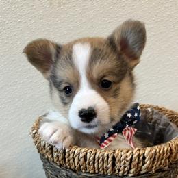 DAWSON - Sable male Pembroke Welsh Corgi puppy in Hinton, Oklahoma from Green Cloud Ranch