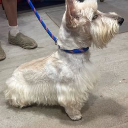 Tucker - Scottish Terrier
