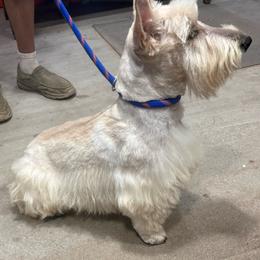 Tucker - Scottish Terrier