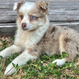 Phoenix - Red merle Miniature Australian Shepherd puppy in Saint Cloud, Florida from Dirty Paws