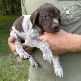 Red - Liver roan male German Shorthaired Pointer puppy in Orange, Texas from River Bottom Pointers