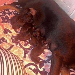 Pomsky, Rottweiler, Shetland Sheepdog, and Toy Shetland Sheepdog Puppies from Mountain High Kennels