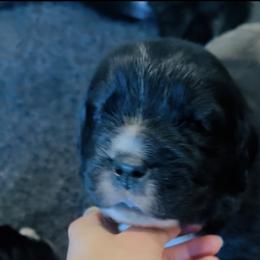 Purple collar - Black female Newfoundland puppy in Tallahassee, Florida from Noble Newfoundlands