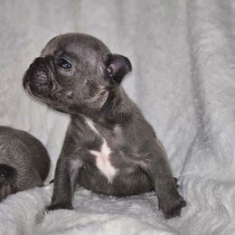 Navy - Blue male French Bulldog puppy in Maplewood, New Jersey from Poos&Bulls Keepsake