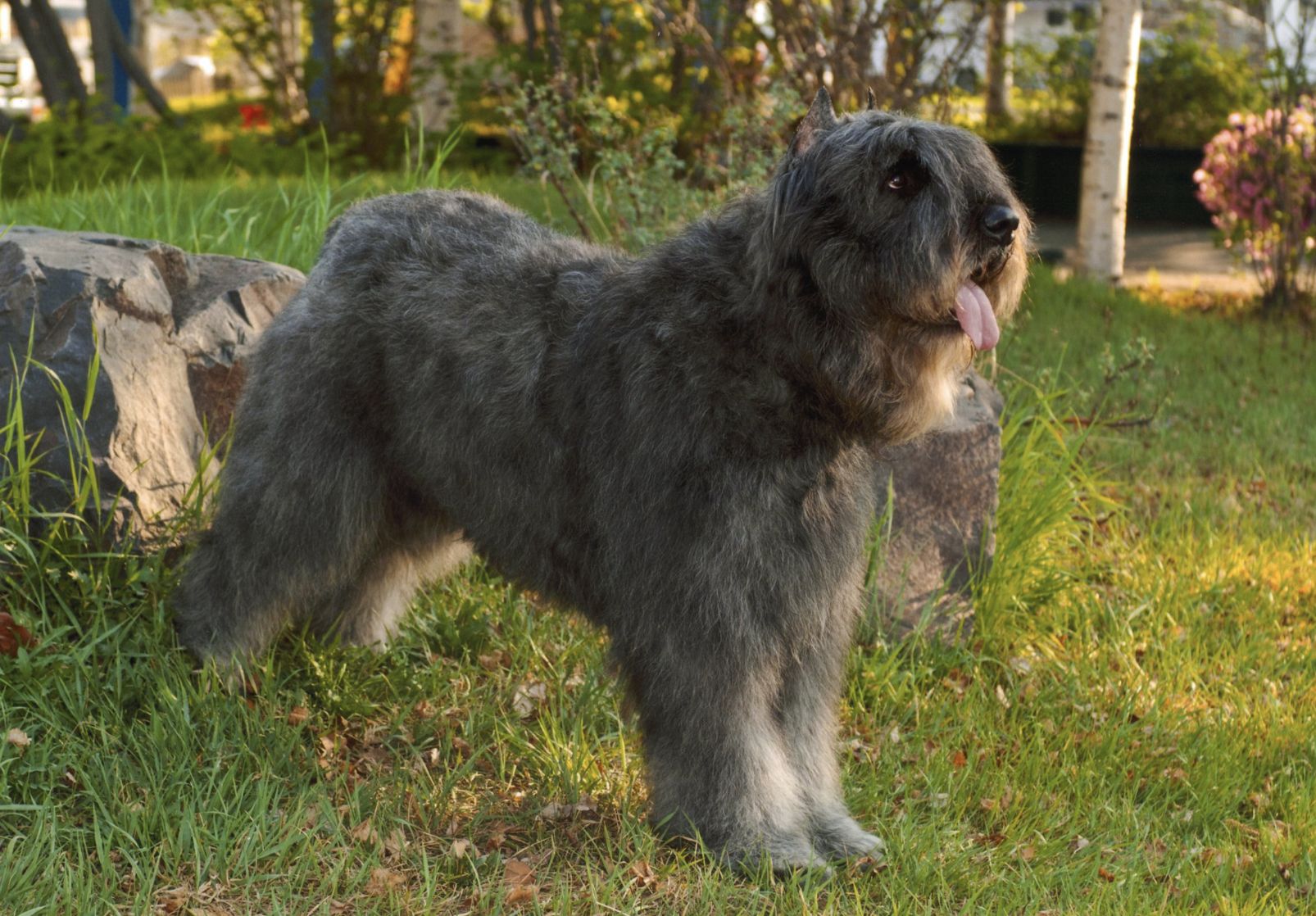 Cassiopeia Bouviers in Alaska | Bouvier des Flandres puppies | Good Dog