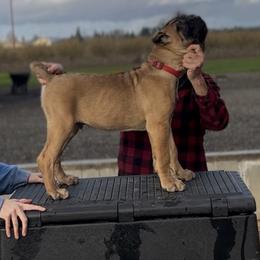 Boy 3 - male Cane Corso puppy in Dayton, Oregon from BlackStar Cane Corso