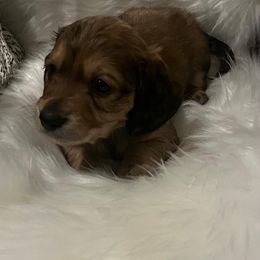 Dachshund Puppies from Diana's Dachshunds