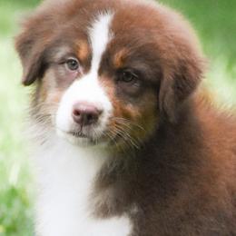 Zegna - Red tri-color female Australian Shepherd puppy in Easton, Missouri from MMA Kennel
