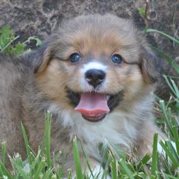 Scout - Sable female Pembroke Welsh Corgi puppy in Hotchkiss, Colorado from Grand Mesa Corgis