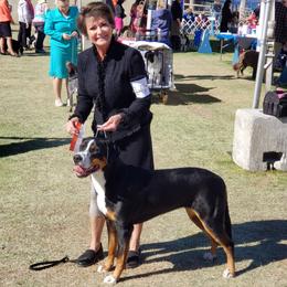 Greater Swiss Mountain Dogs from Prairie Winds Greater Swiss Mountain Dogs