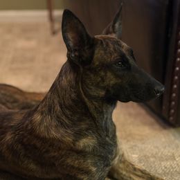 Deke - Dutch Shepherd