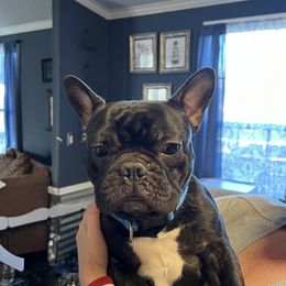 Winston - French Bulldog