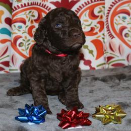 Poodle Puppies from RK'S Pets