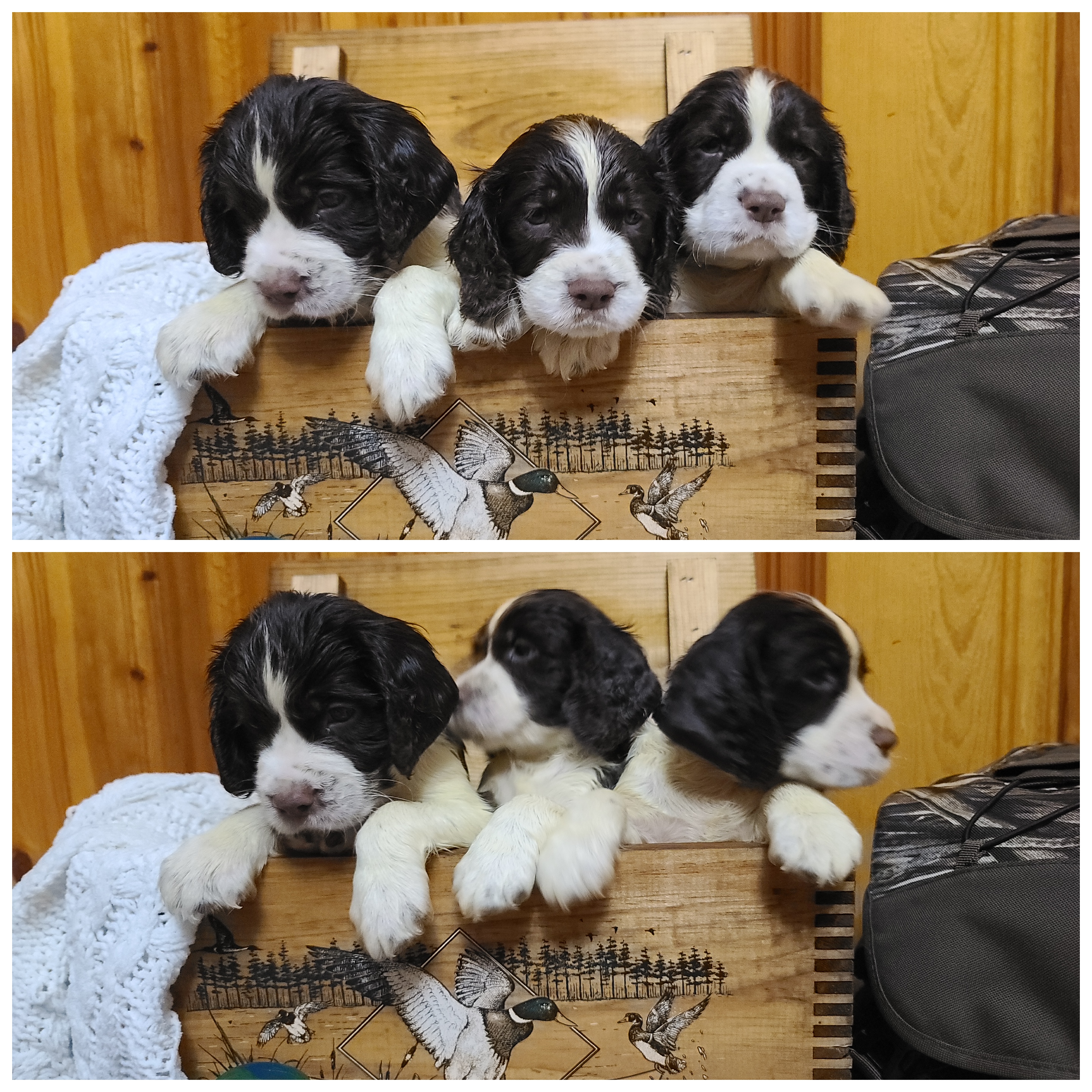 English Springer Spaniel Puppies from J&R Springers