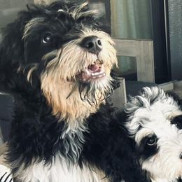 Bernedoodles and Goldendoodles from Forest Haven Doodle Co.