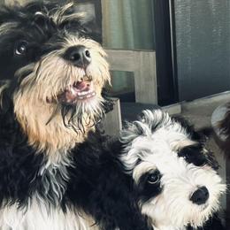 Bernedoodles and Goldendoodles from Forest Haven Doodle Co.