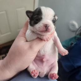 Blue sow - Blue and white male Chihuahua puppy in Ashtabula, Ohio from Paw's & Awe's Chihuahuas