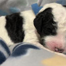 Goldendoodle and Poodle Puppies from Southern Stroll Poodles & Doodles