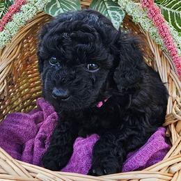 Mauve collar - Black female Goldendoodle puppy in Wildwood, Florida from We R Mini Doodles