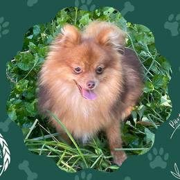 Hazel - Pomeranian