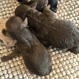 Aussiedoodle Puppies from Little Wonders Aussiedoodles