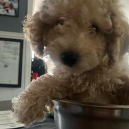 Lancelot - Apricot male Poodle puppy in Buffalo, New York from Babbling Clear Brook Puppies