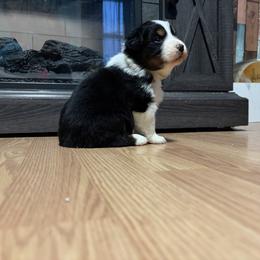Bulda - Black tri-color female Australian Shepherd puppy in Terryville, Connecticut from Spirited Aussies