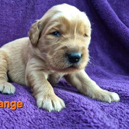 Orange - Dark golden male Golden Retriever puppy in Taft, Tennessee from McGraw's Fetching Pups