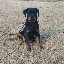 Rottweiler Puppies from Vom Arnold-Hause Rottweilers