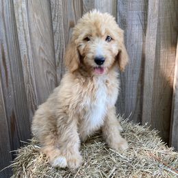 Bernedoodles from Doodles with a View