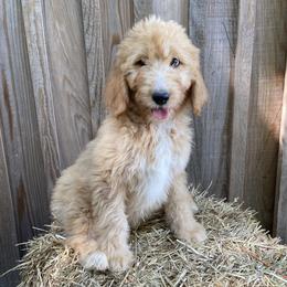 Bernedoodles from Doodles with a View