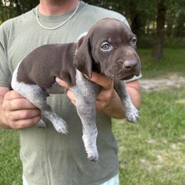 Sabine - Liver and white male German Shorthaired Pointer puppy in Orange, Texas from River Bottom Pointers