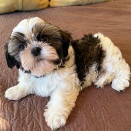 AKC Female Coco, Champion Bloodline - Tricolor female Shih Tzu puppy in Long Beach, California from Shih Zu’s of Long Beach