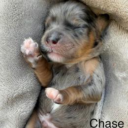 Chase - blue collar - Merle male Cavapoo puppy in Colorado Springs, Colorado from Shining Star Doodles