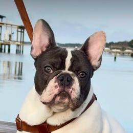 Kraken - French Bulldog