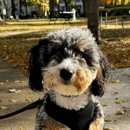 Daisy - Aussiedoodle