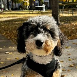 Daisy - Aussiedoodle