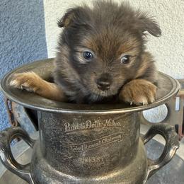 Ziggy - Lavender male Pomeranian puppy in Costa Mesa, California from Wheresmil0