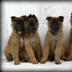 Belgian Tervuren Puppies from Kanna Belgian Tervuren
