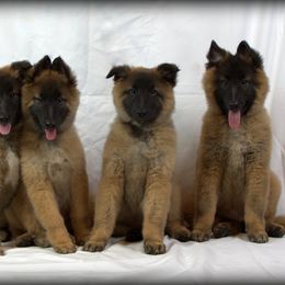 Belgian Tervuren Puppies from Kanna Belgian Tervuren